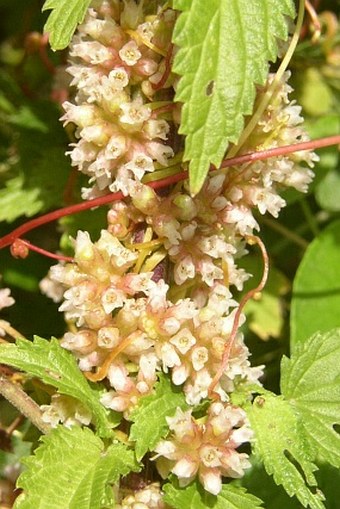 Cuscuta europaea