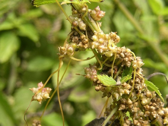 Cuscuta europaea