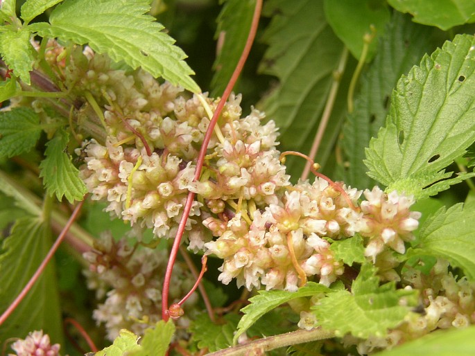 Cuscuta europaea