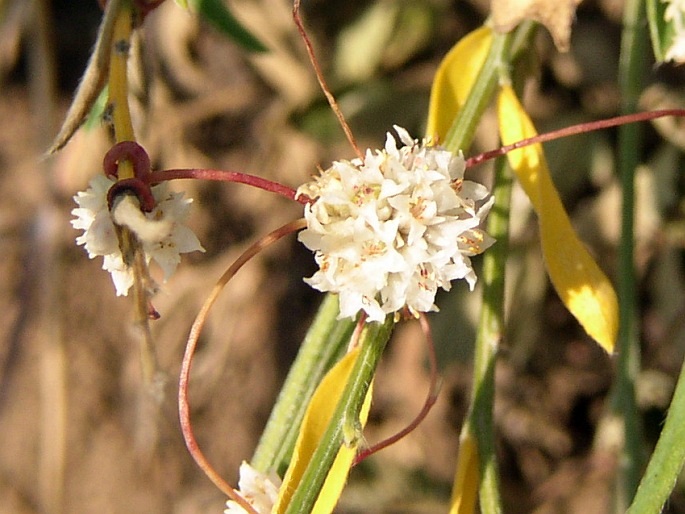 Cuscuta epithymum