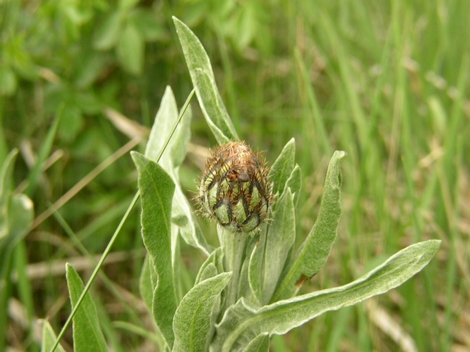 Centaurea triumfettii subsp. axillaris