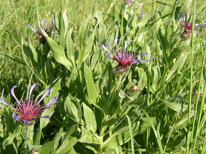 Centaurea triumfettii subsp. axillaris