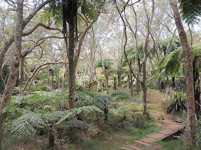 Cyathea excelsa