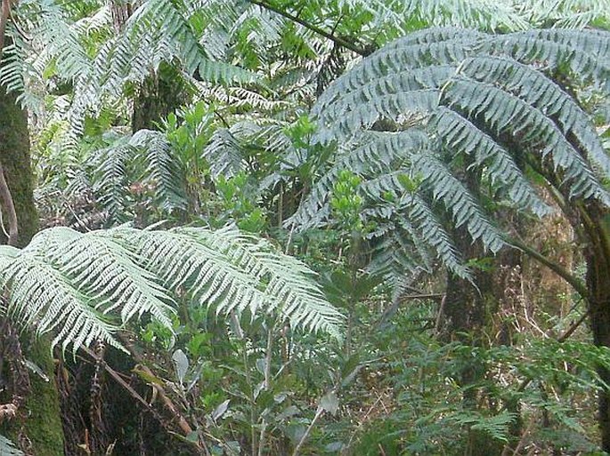 Cyathea excelsa