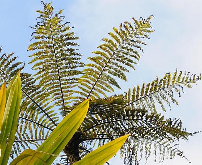 Cyathea borbonica