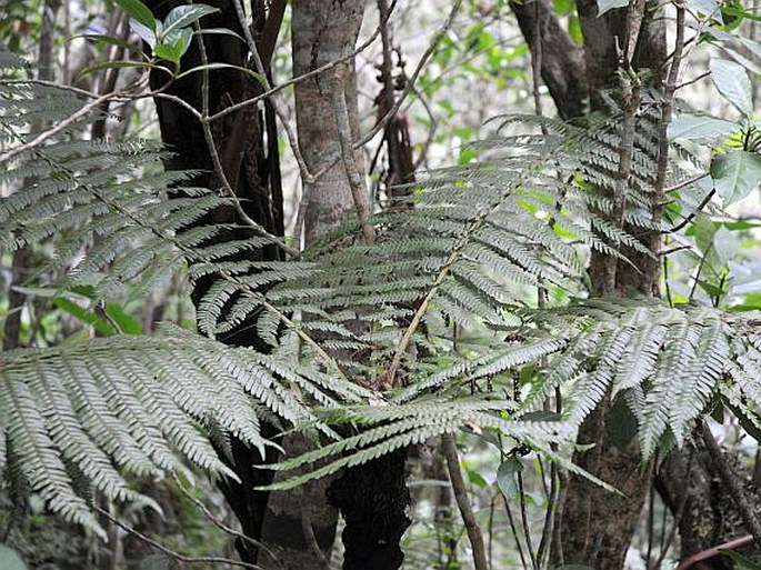 Cyathea borbonica