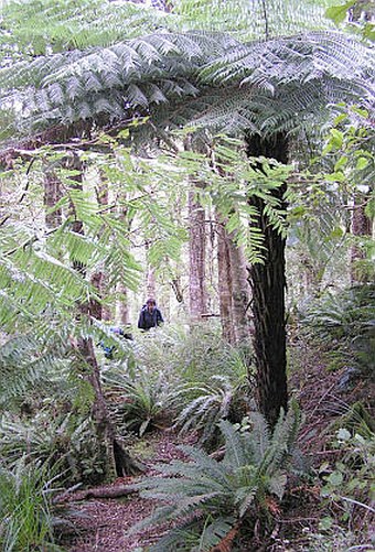 Cyathea dealbata