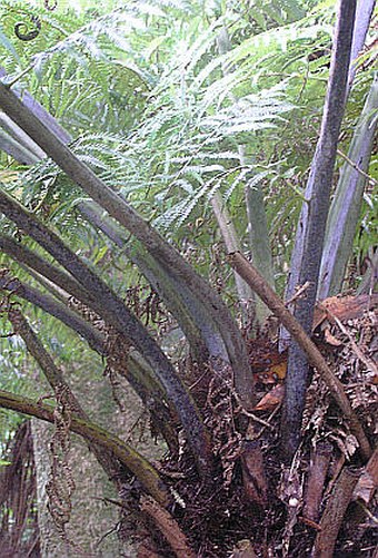 Cyathea dealbata