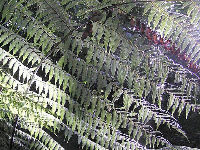 Cyathea dealbata