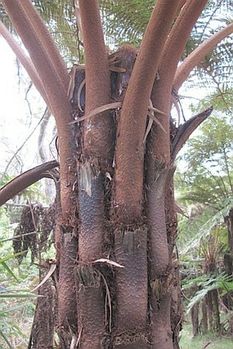 Cyathea glauca