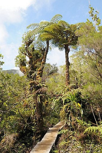 Cyathea glauca