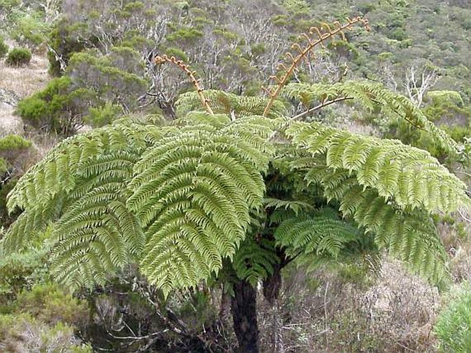 Cyathea glauca