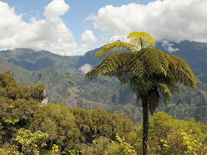 Cyathea glauca