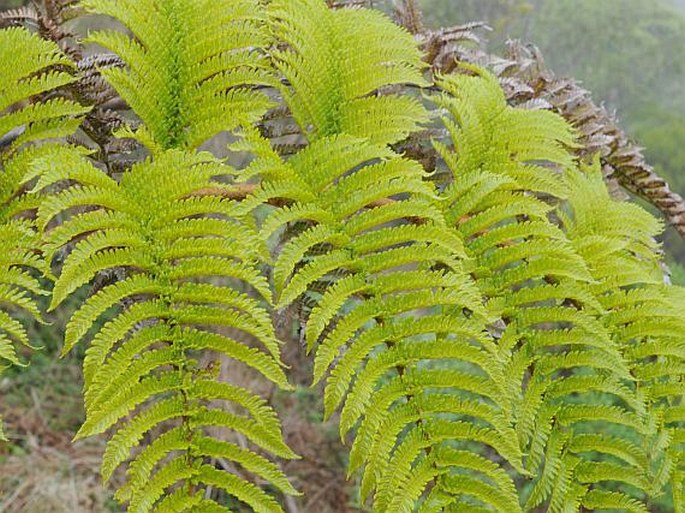 Cyathea glauca