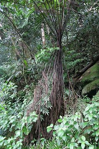 Cyathea sechellarum