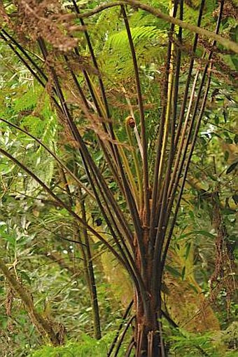 Cyathea sechellarum