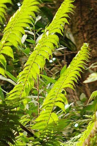 Cyathea sechellarum