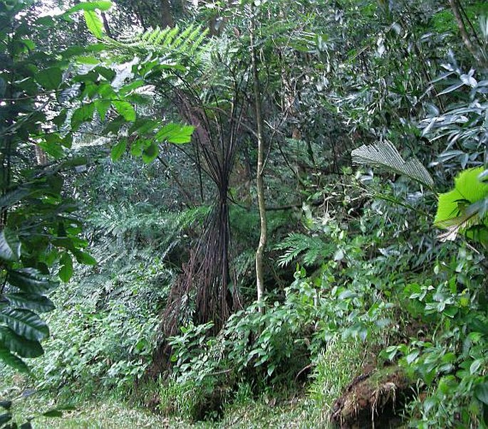 Cyathea sechellarum