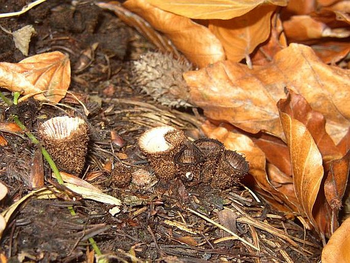 Cyathus striatus