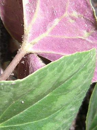 Cyclamen purpurascens