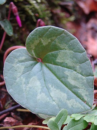 Cyclamen coum