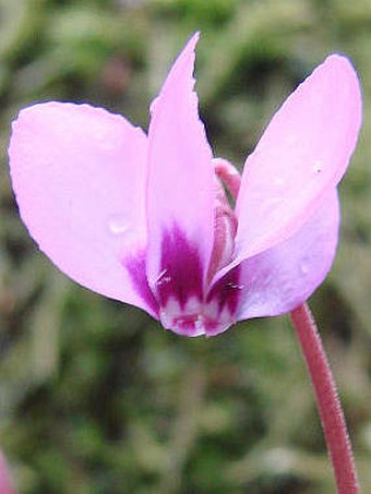 Cyclamen coum