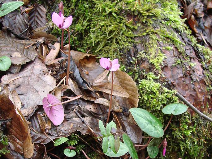 CYCLAMEN COUM Mill. – brambořík / cyklámen