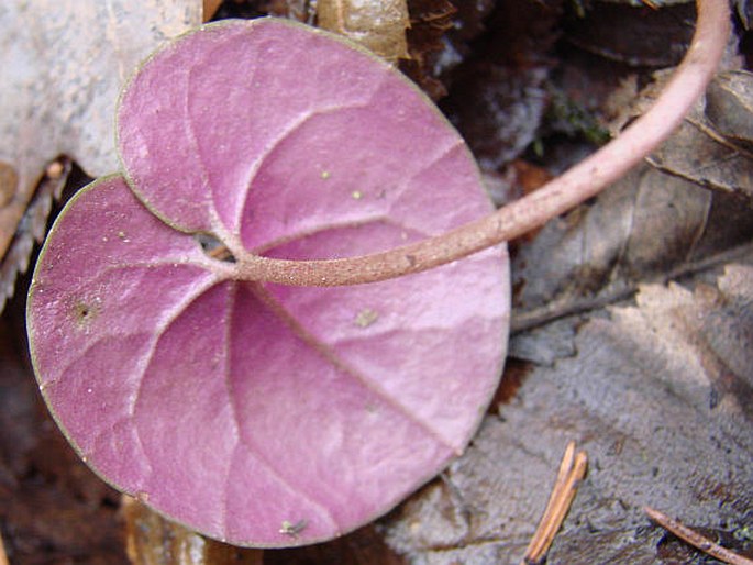 Cyclamen coum