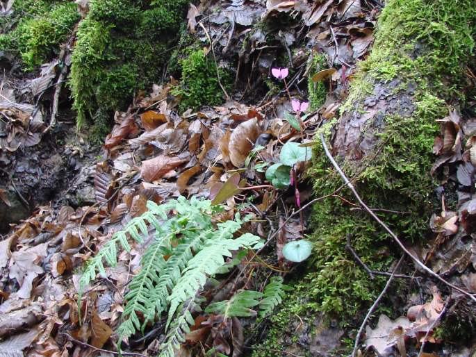 Cyclamen coum