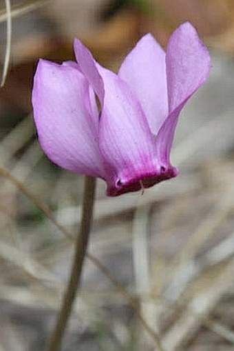 Cyclamen purpurascens subsp. immaculatum