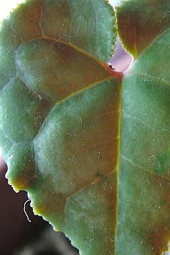 Cyclamen graecum