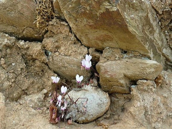 Cyclamen graecum