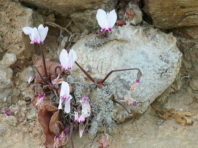 Cyclamen graecum