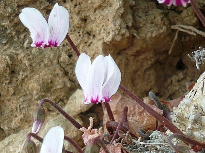 CYCLAMEN GRAECUM Link – brambořík řecký / cyklámen