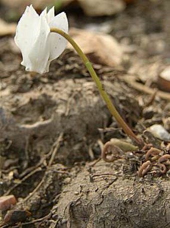 Cyclamen hederifolium