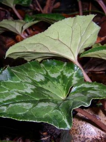 Cyclamen hederifolium