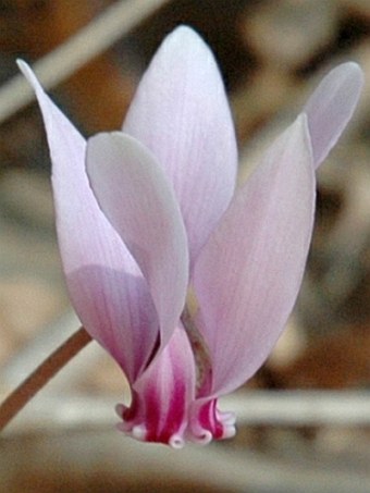 Cyclamen hederifolium