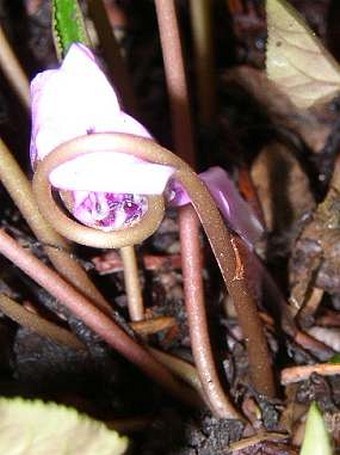 Cyclamen hederifolium