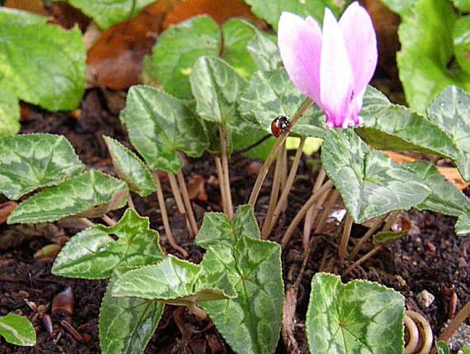 Cyclamen hederifolium