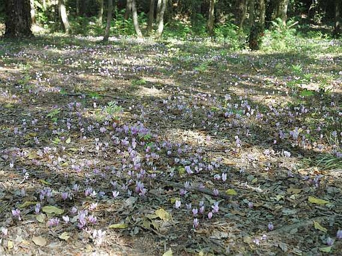 Cyclamen hederifolium