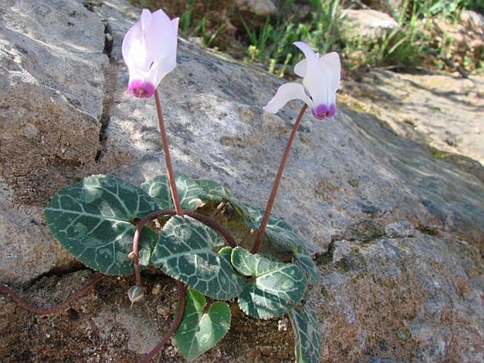 Cyclamen persicum