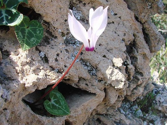 Cyclamen persicum