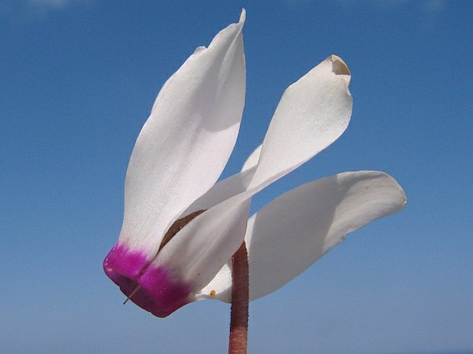 CYCLAMEN PERSICUM Mill. – brambořík perský / cyklámen