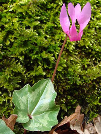 Cyclamen repandum