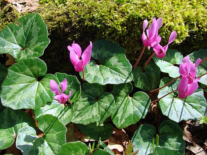 CYCLAMEN REPANDUM Sibth. et Sm. – brambořík / cyklámen