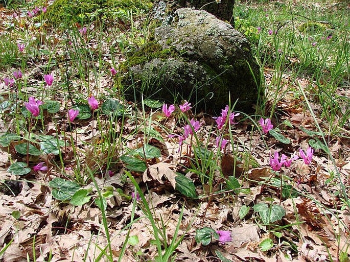 Cyclamen repandum