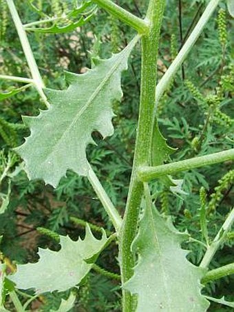 Cycloloma atriplicifolium