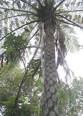 Cyathea medullaris