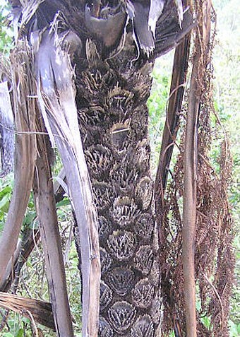 Cyathea medullaris