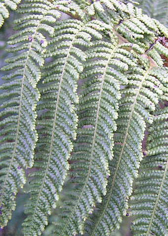 Cyathea medullaris